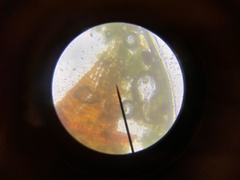 Dicranella heteromalla