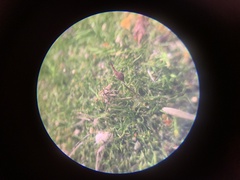 Dicranella heteromalla