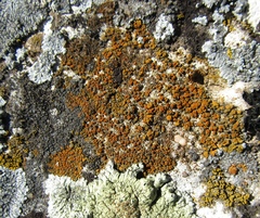 Xanthocarpia crenulatella