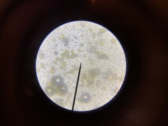 Dicranella heteromalla