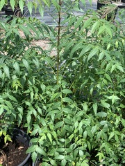 Azadirachta indica