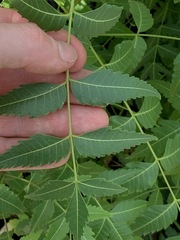 Azadirachta indica