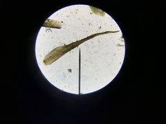 Dicranella heteromalla