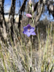 Thelymitra juncifolia