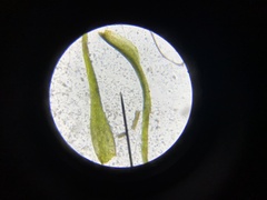 Dicranella heteromalla