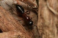 Camponotus innexus