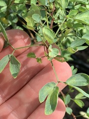 Pithecellobium dulce