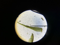 Dicranella heteromalla