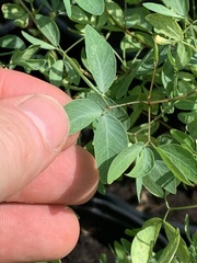 Pithecellobium dulce
