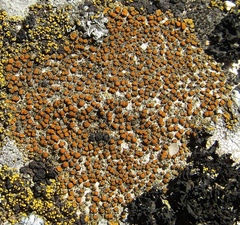 Xanthocarpia crenulatella