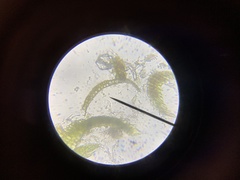 Dicranella heteromalla