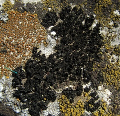 Lathagrium cristatum