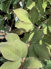 Vitex trifolia