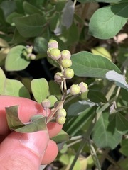 Vitex trifolia