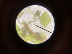 Dicranella heteromalla