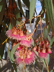 Eucalyptus torquata