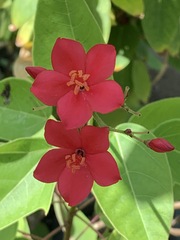 Jatropha integerrima
