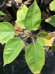 Jatropha integerrima