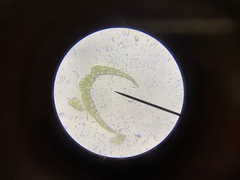 Dicranella heteromalla