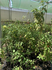 Jatropha integerrima