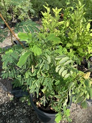Senna surattensis