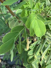 Senna surattensis