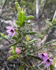 Thomasia petalocalyx