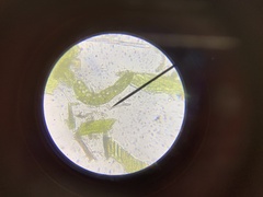 Dicranella heteromalla