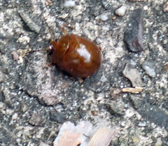 Dicranosterna semipunctata