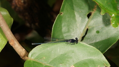 Onychargia atrocyana