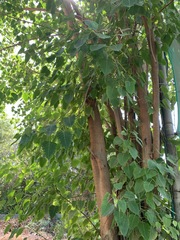 Ficus religiosa
