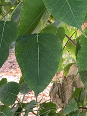 Ficus religiosa