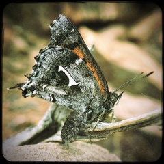 Phasis braueri