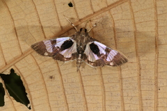 Desmia bajulalis