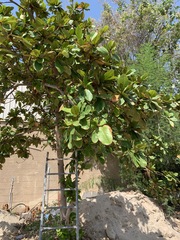 Terminalia catappa