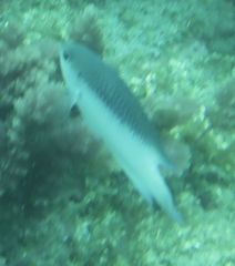 Chrysiptera rollandi