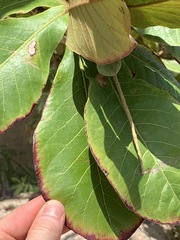 Terminalia catappa