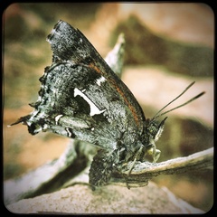 Phasis braueri