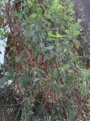 Leucaena leucocephala