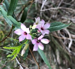 Billardiera cymosa