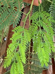 Leucaena leucocephala