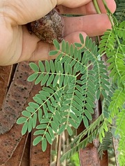 Leucaena leucocephala