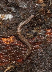 Cylindroiulus punctatus