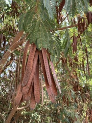 Leucaena leucocephala