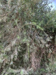 Callistemon