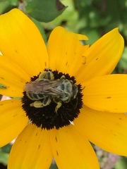 Andrena rudbeckiae