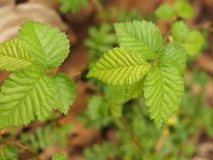 Ulmus