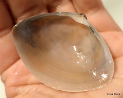 Austromactra contraria