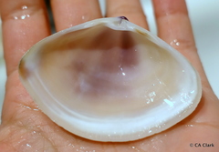 Austromactra contraria