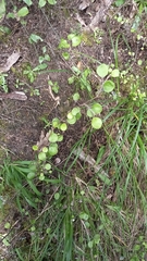 Helichrysum lanceolatum